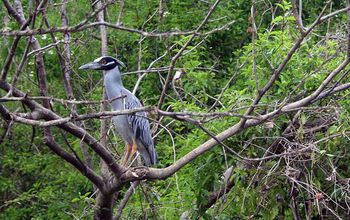 Earth's forests support myriad species, including this yellow-crowned night heron in Belize.